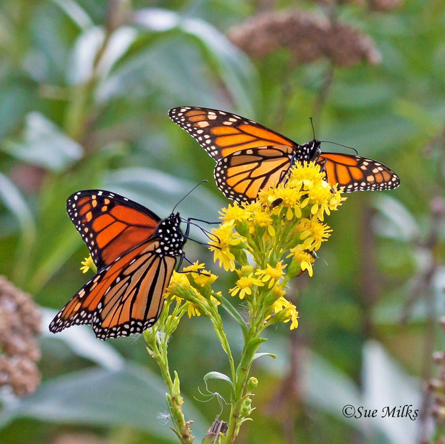 Monarch Butterfly, New Jersey