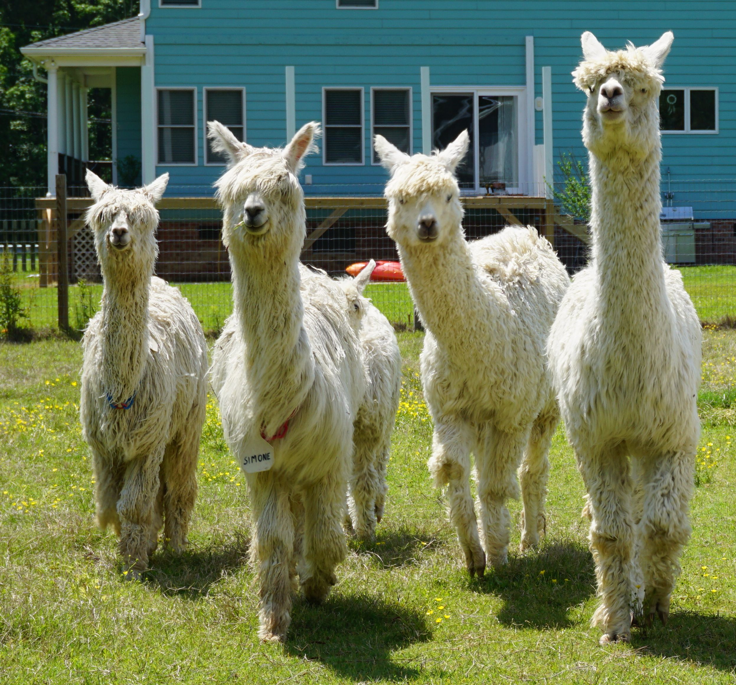 Alpaca Farms